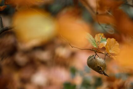 a bird is perched on a branch with leaves